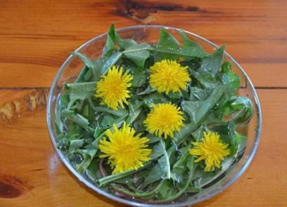 Dandelion is the elixir of life and what a medicine!